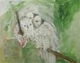 Owls