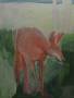 Red-Coyote